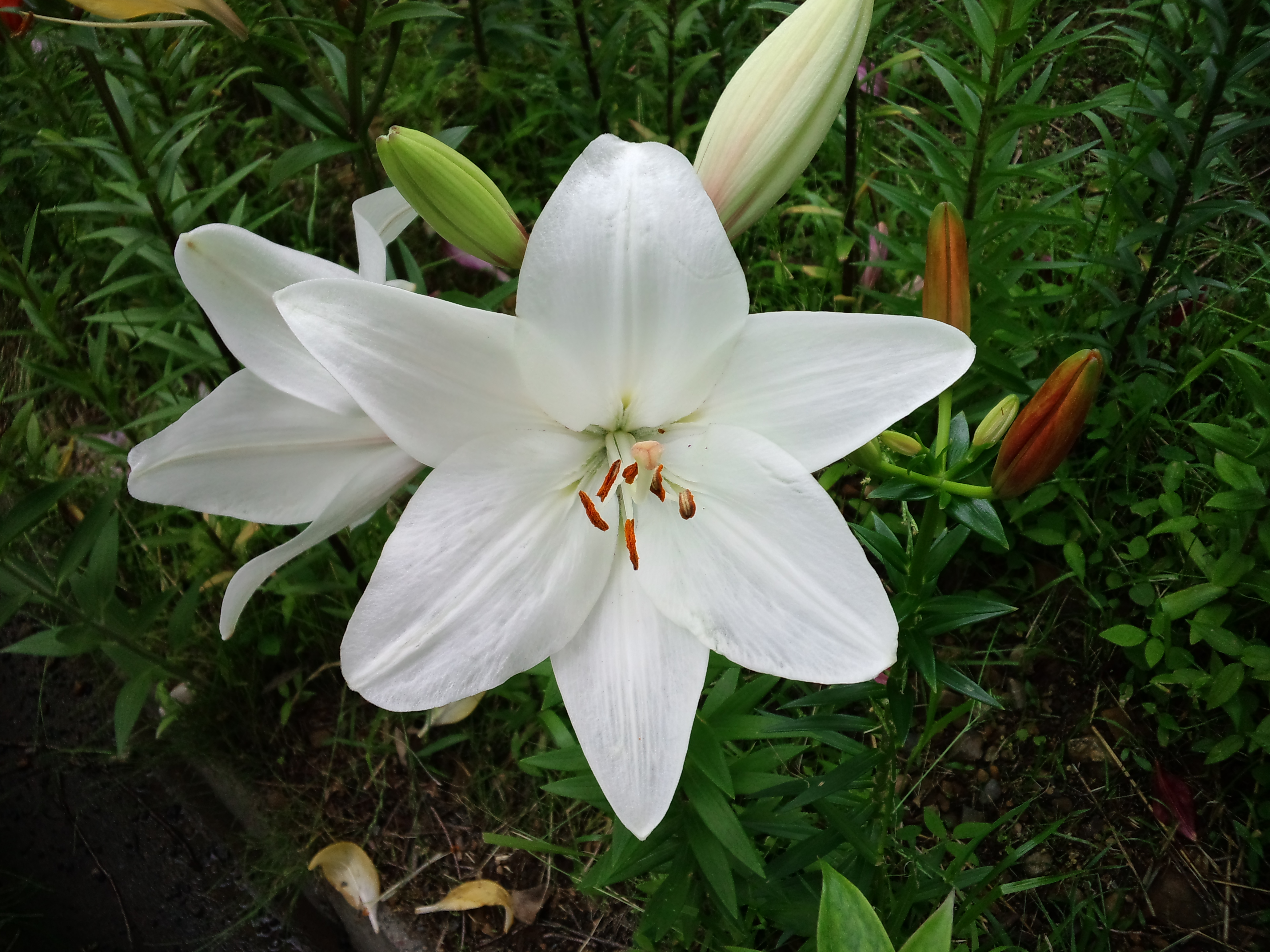 草むらの中で可憐に咲く白いユリの花