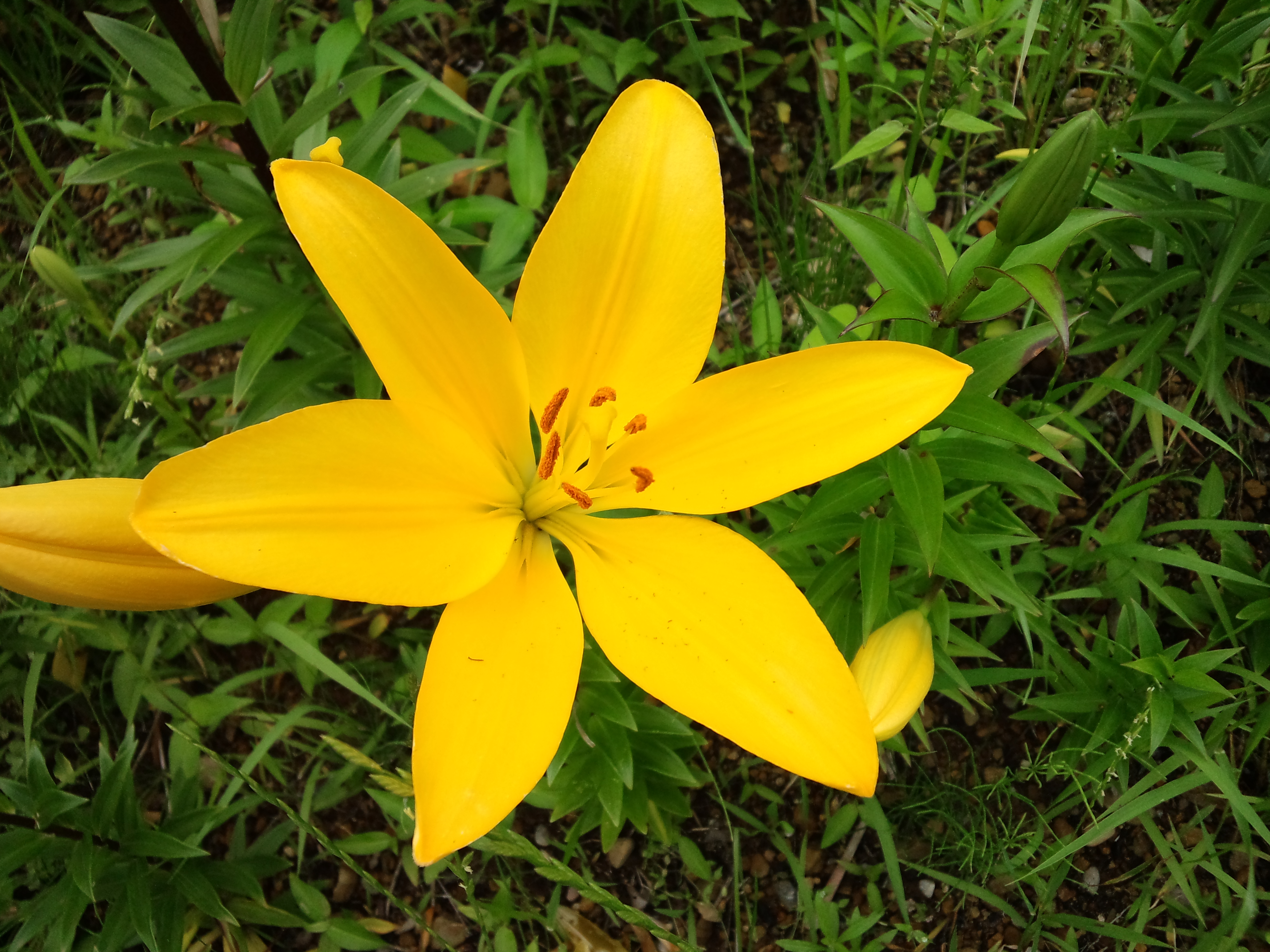 緑の葉の中で鮮やかに咲く黄色いユリの花
