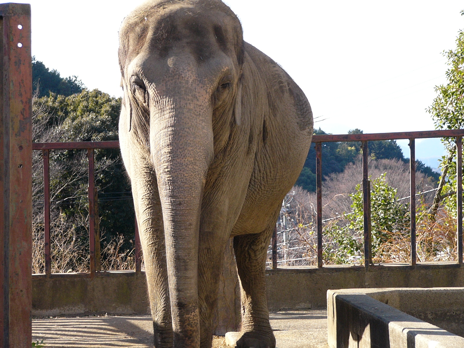 横を向いて佇む大きなゾウ