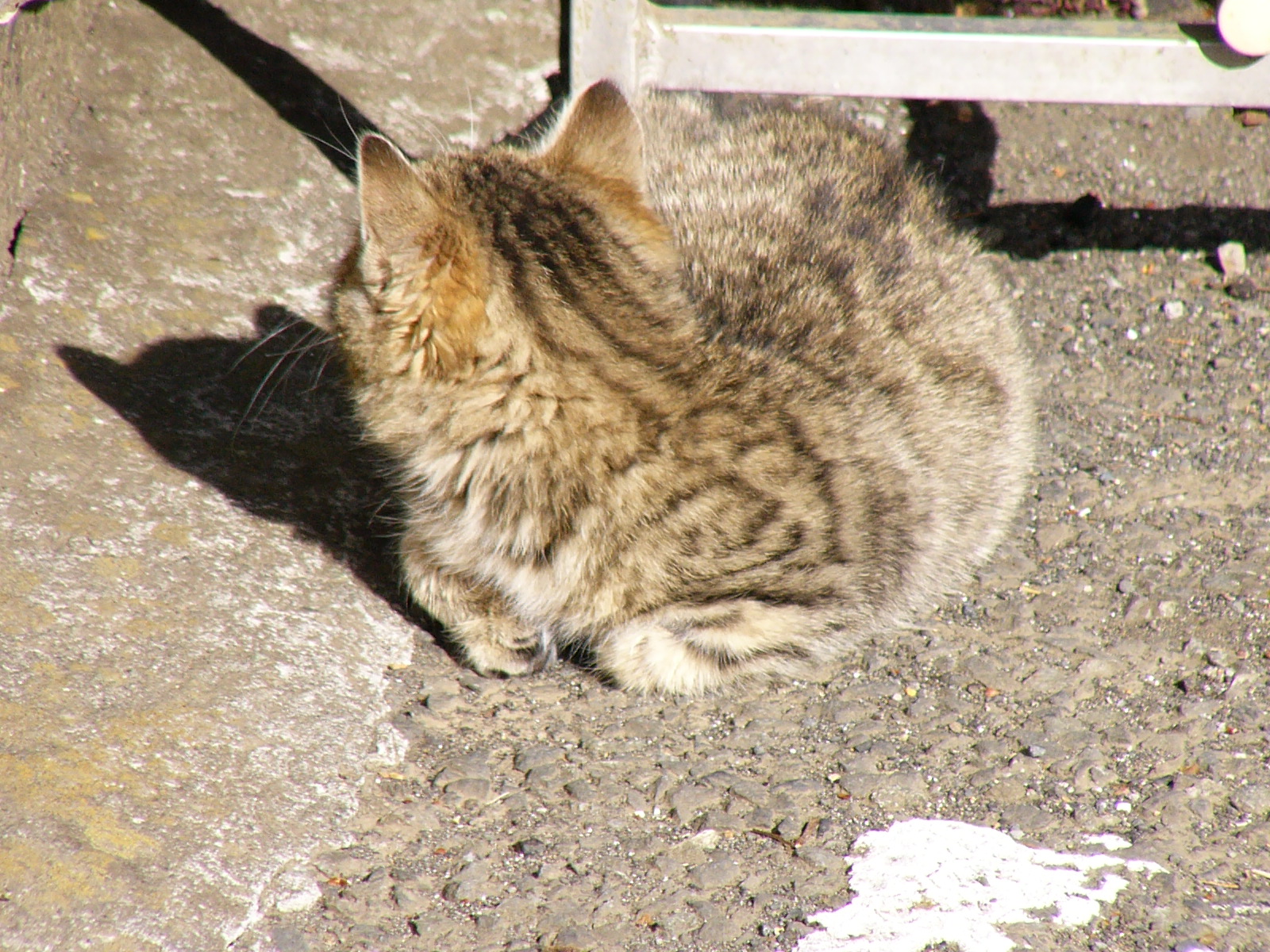 地面に座り込むキジトラ猫