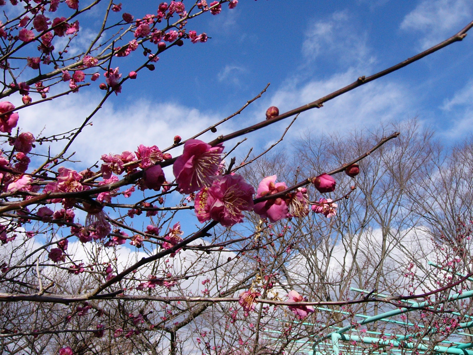 青空に映えるピンクの梅の花