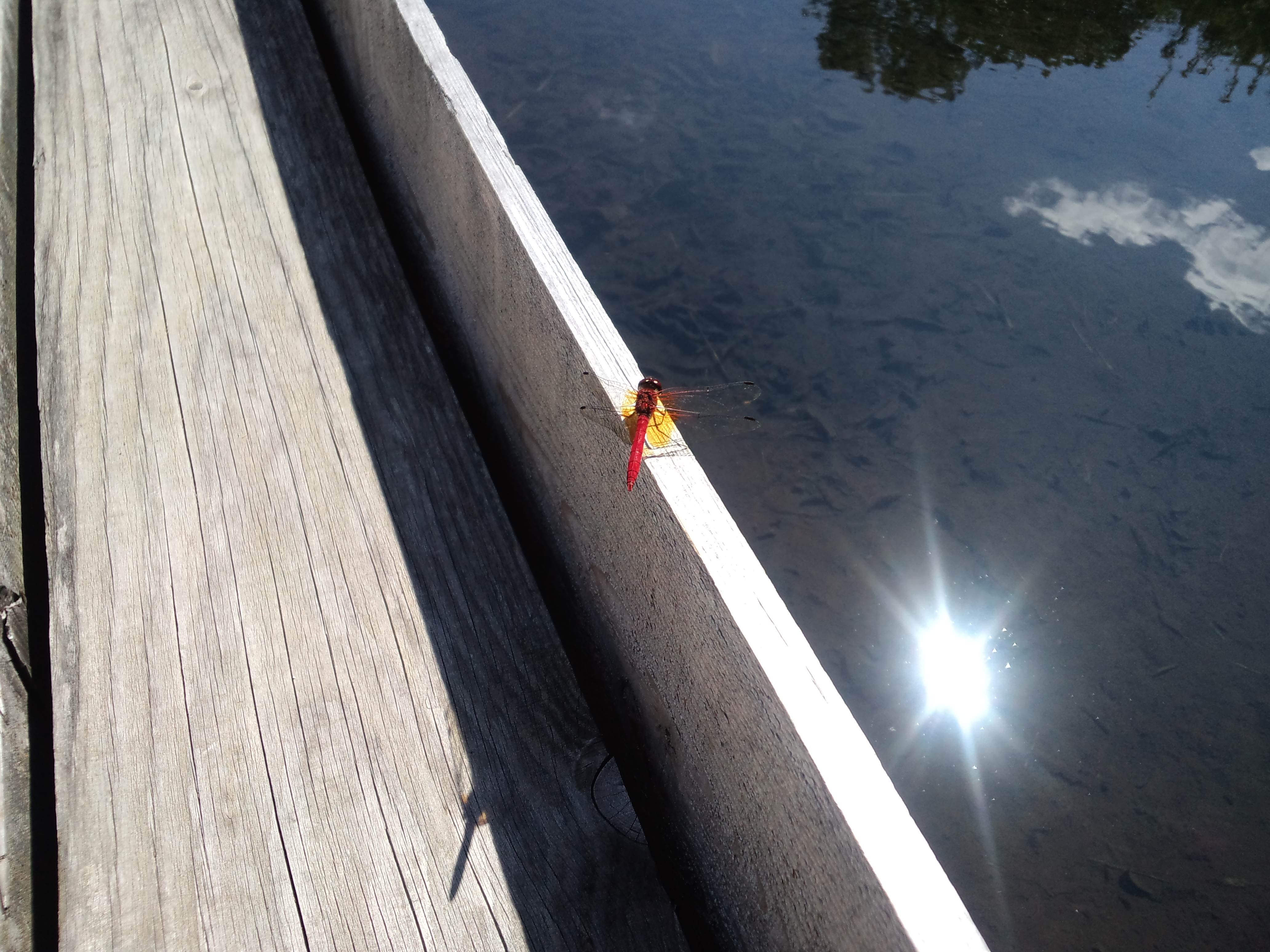 木の手すりにとまる赤とんぼと水面のきらめき