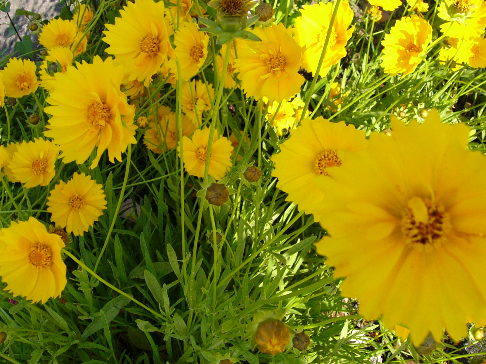 満開に咲き誇るオオキンケイギクの花