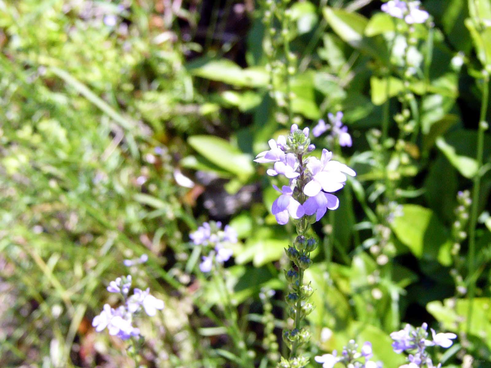 Nature 8