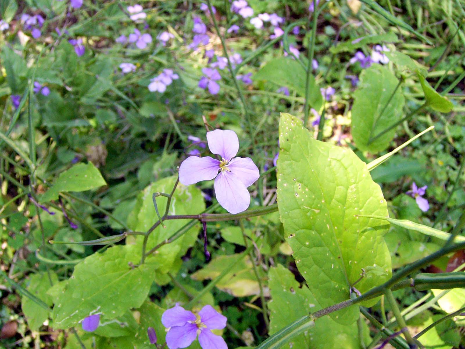 Nature 11
