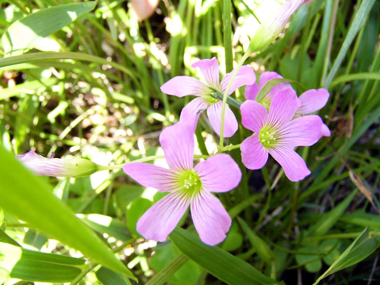 Nature 12