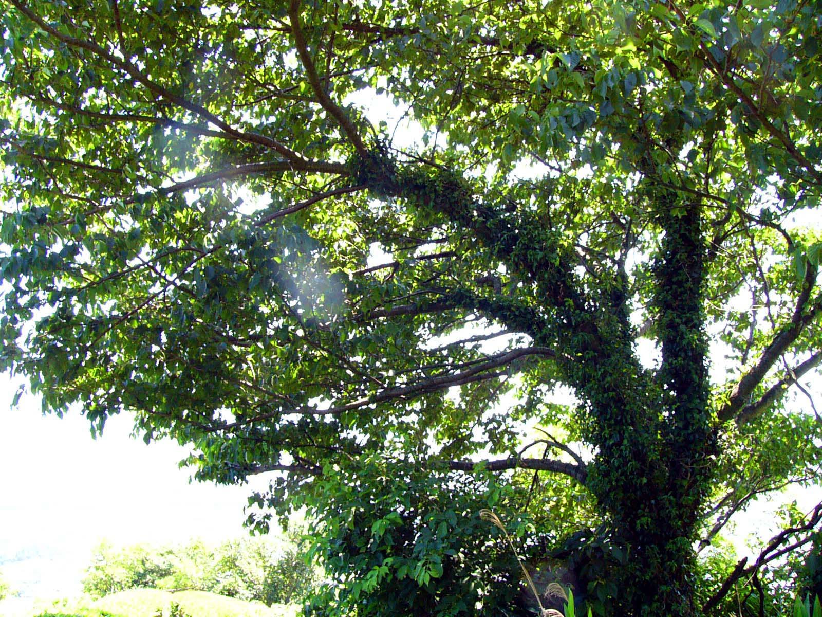 Nature 13