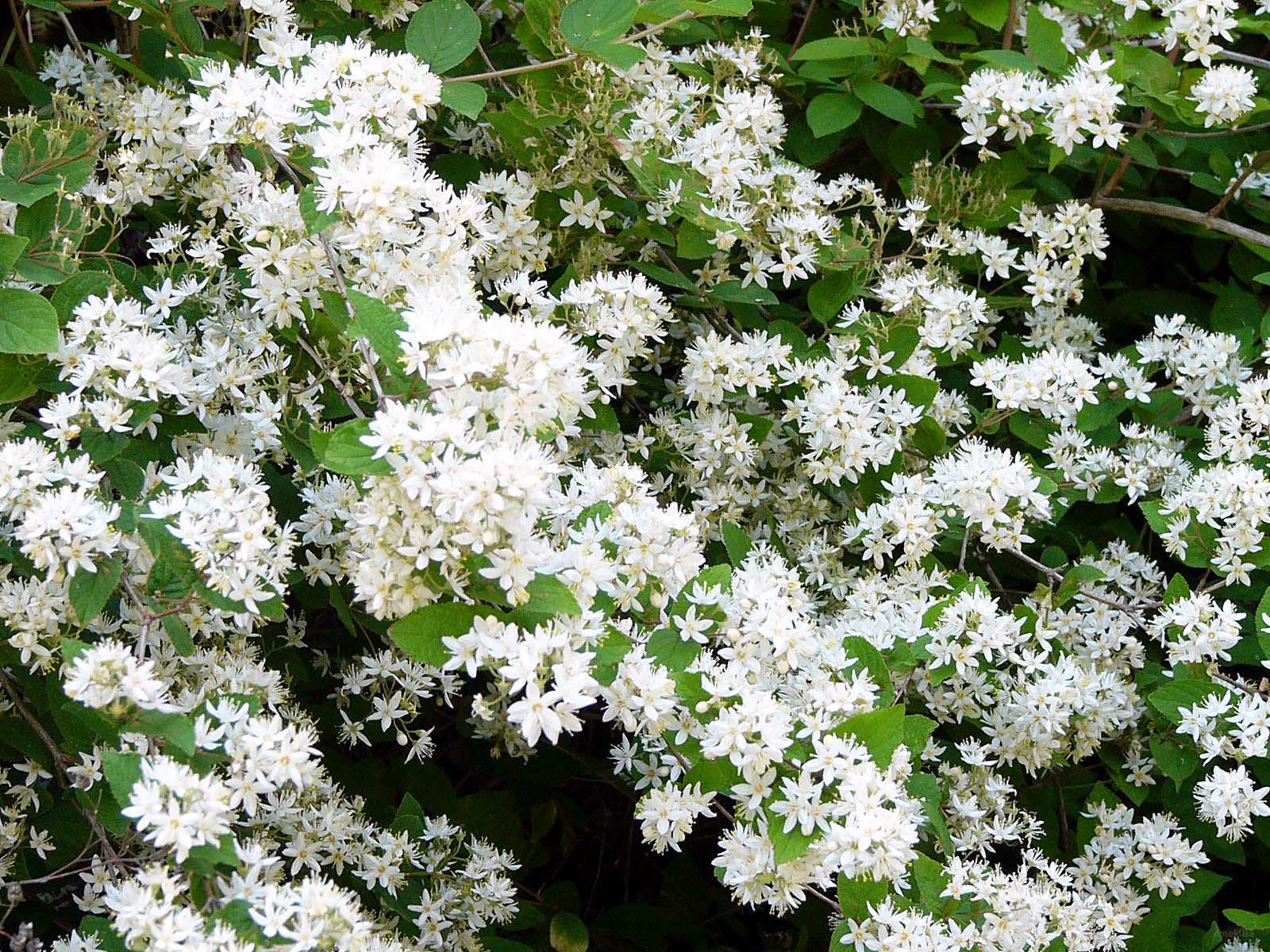 Nature 15