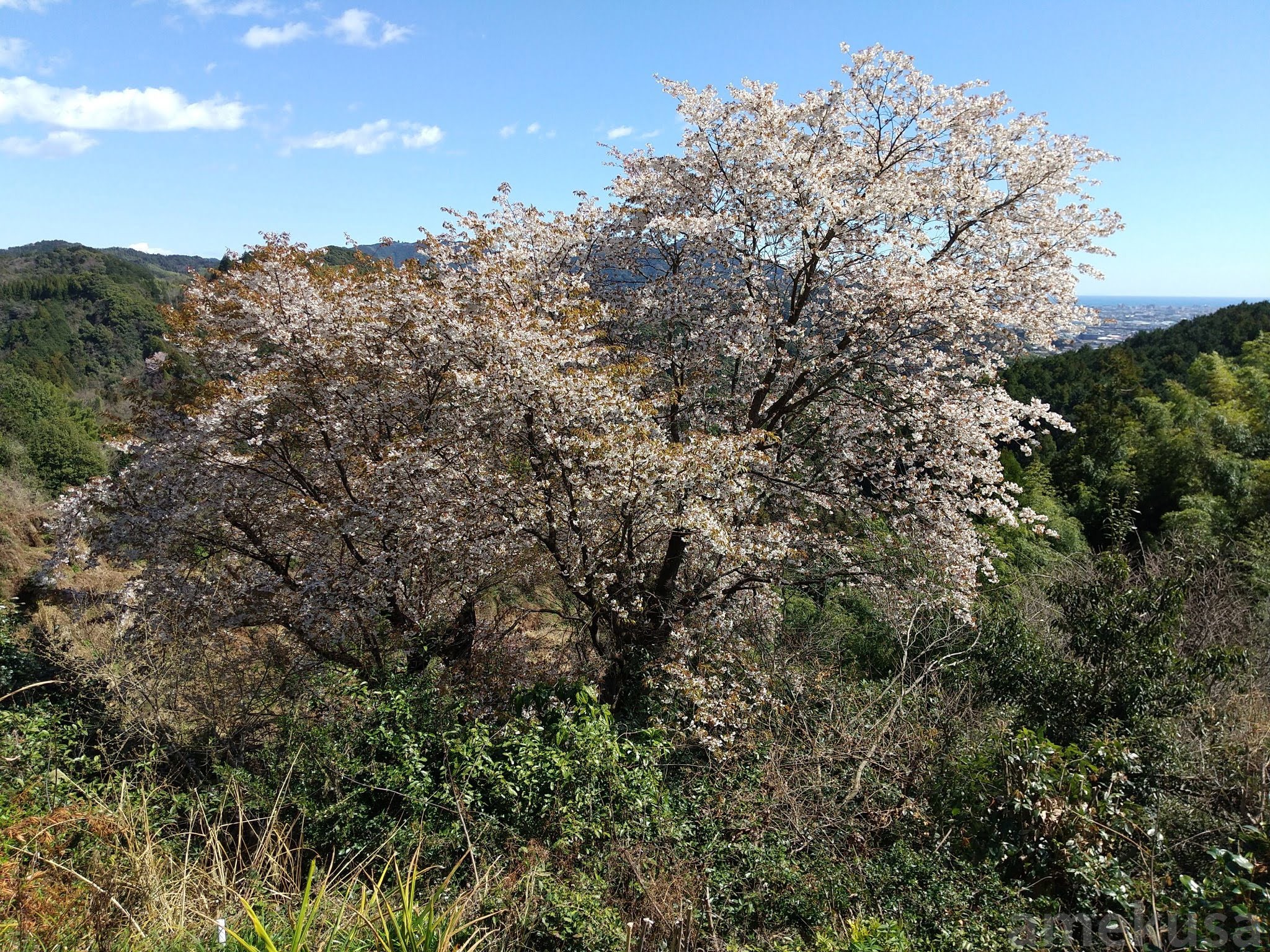 青空に映える山桜の木