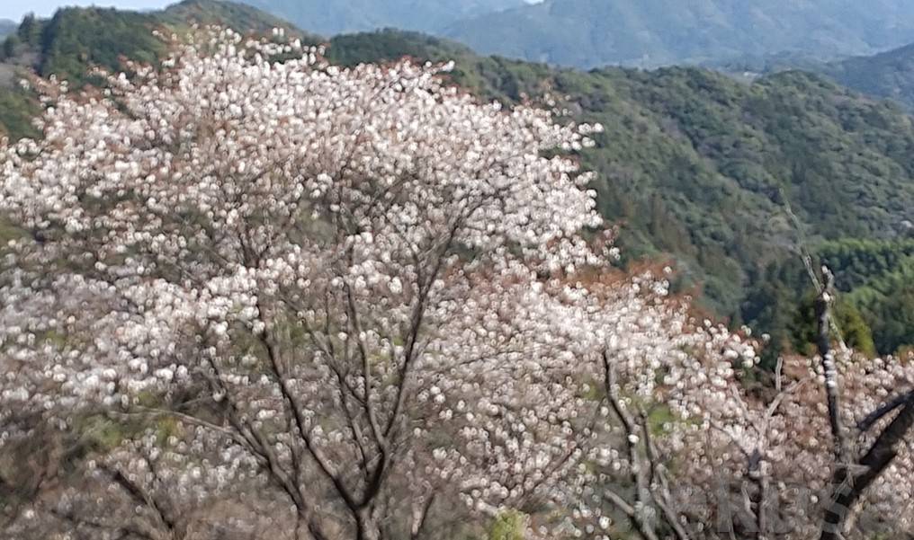 山肌に咲き誇る白い桜