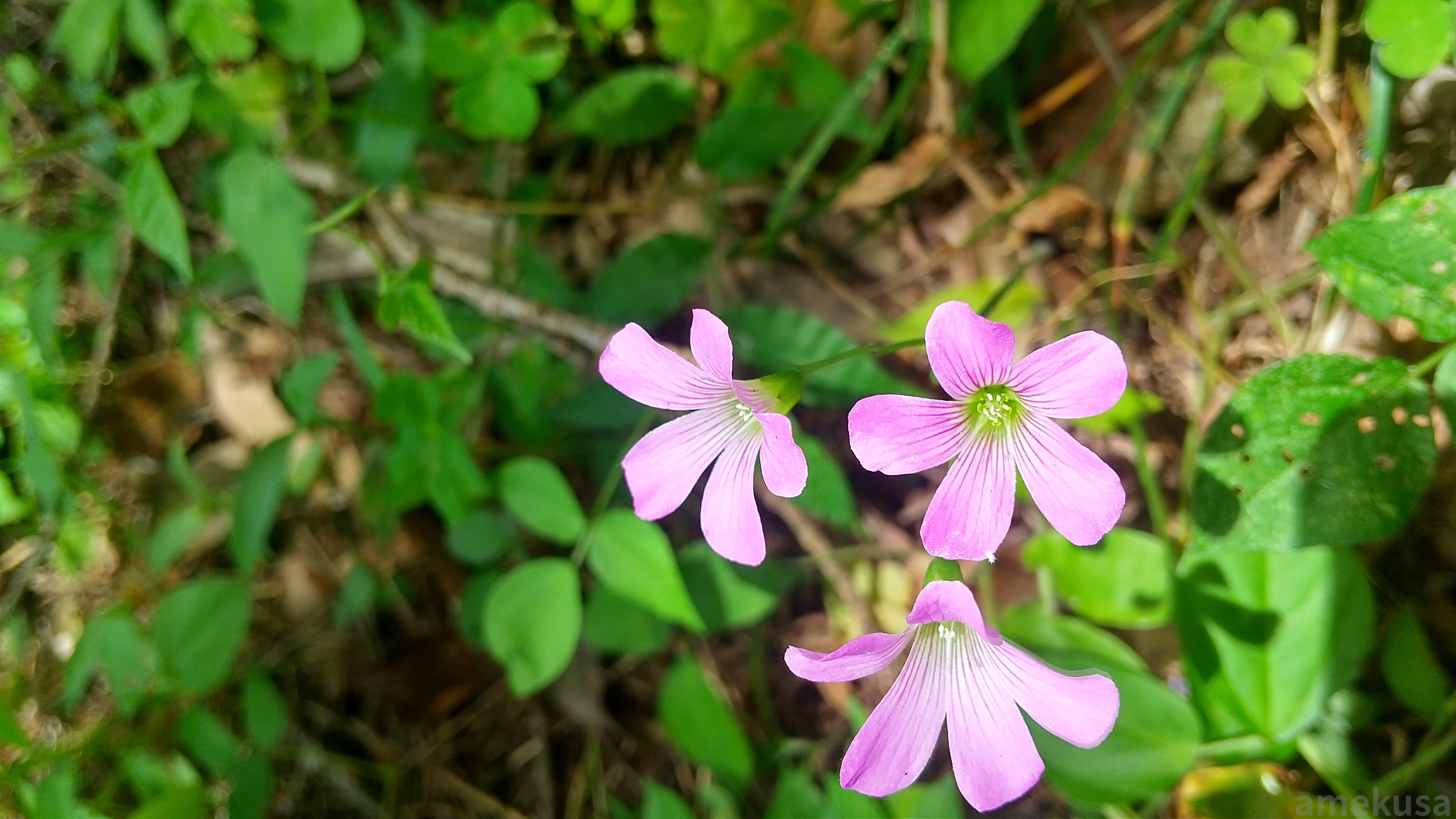 ピンク色のカタバミの花