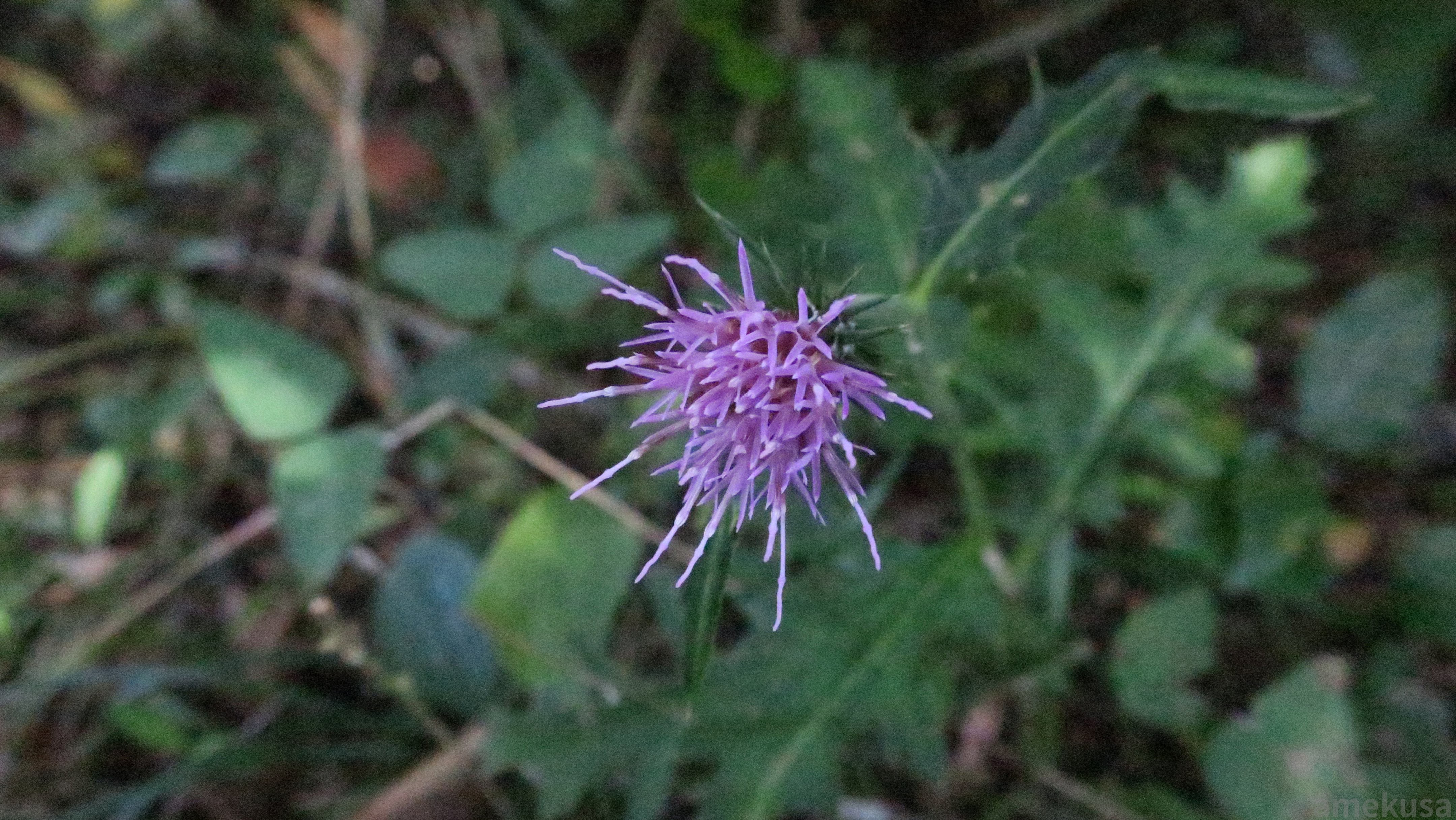 紫色のアザミの花