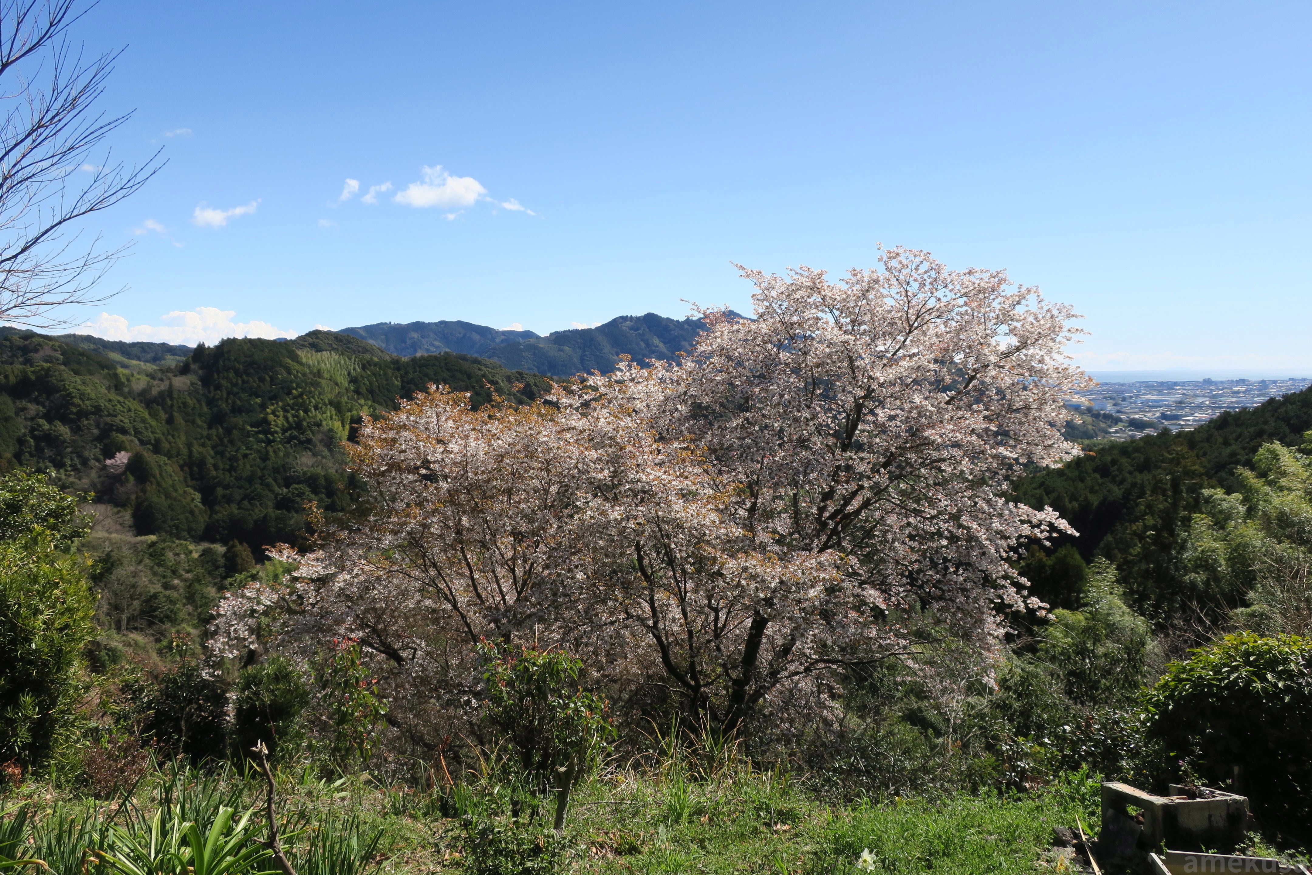山々と満開の桜