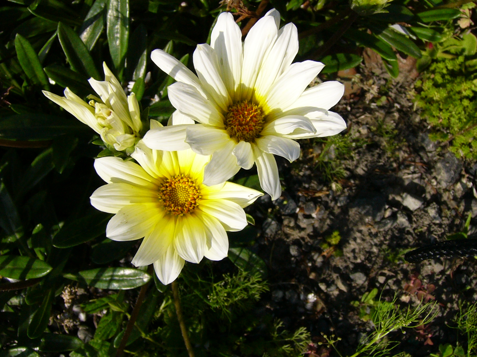 緑の葉に囲まれて咲く白いマーガレットの花