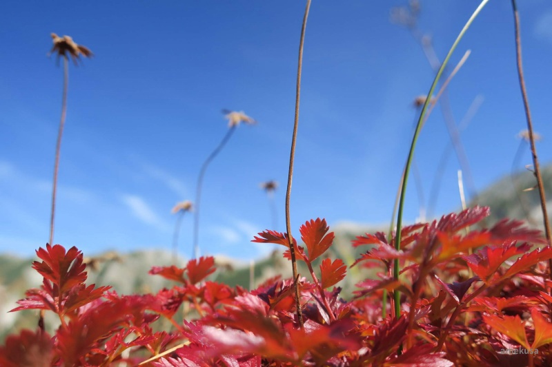 青空と色鮮やかな草紅葉
